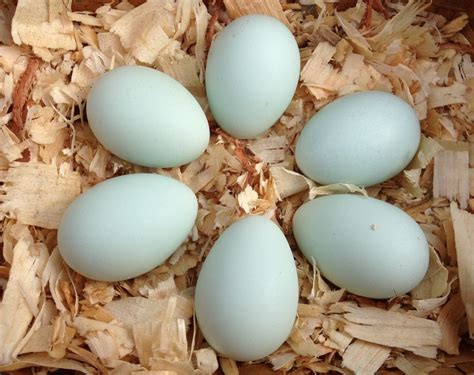 speckled sussex eggs for sale|speckled sussex chickens for sale.